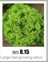 red-bean-seeds-for-home-garden-free-shipping-outdoor-plant-10-seeds-32249724180