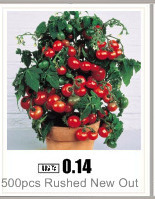 red-bean-seeds-for-home-garden-free-shipping-outdoor-plant-10-seeds-32249724180