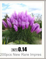 red-bean-seeds-for-home-garden-free-shipping-outdoor-plant-10-seeds-32249724180
