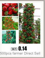 red-bean-seeds-for-home-garden-free-shipping-outdoor-plant-10-seeds-32249724180